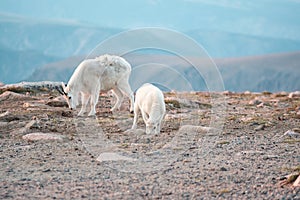 Mountain Goats in the Beartooth Range
