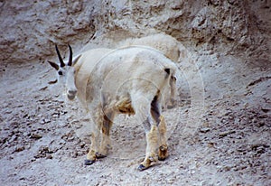 Mountain goats at Canadian Mineral Lilcks