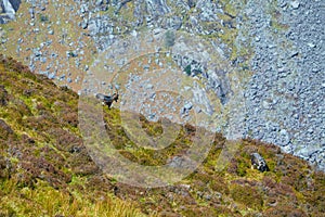 Mountain goats climbing a dangerous near vertical rock cliff.