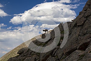 Mountain Goats Climbing on Mt. Evans