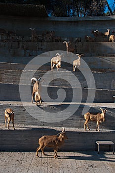 Mountain goats congregated to observe people looking at them on rock steps