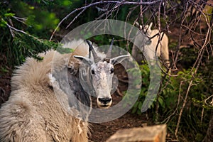 Mountain Goats in Glacier National Park