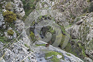 Mountain goats going down the rocks