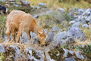 Mountain goat