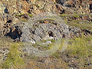 Mountain Goats Grazing on Mountainside