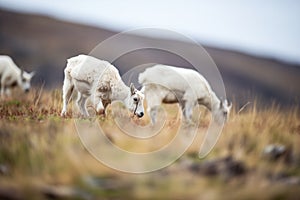 mountain goats grazing on sparse vegetation on a slope