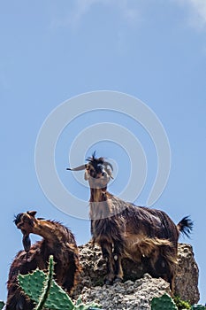 Mountain goats on a hike in the Anaga mountains on Tenerife Island