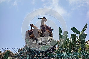 Mountain goats on a hike in the Anaga mountains on Tenerife Island