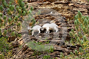 Mountain Goats on a Hillside