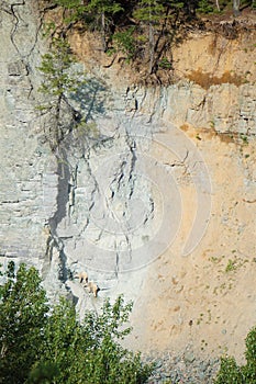 Mountain goats licking salty rocks near Glacier National Park