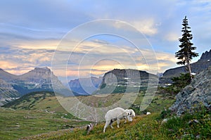 Mountain Goats at Logan Pass, Glacier Park photo