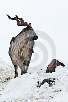 Mountain goats Markhor among the snow and rocky ledges against the white sky