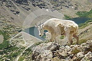 Mountain Goats