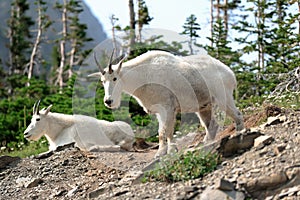 Mountain goats on a mountain in Glacier National Park