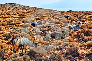 Mountain goats in the mountains