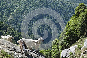 Mountain Goats in the Mountains in India