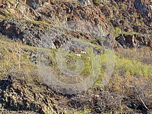 Mountain Goats on Mountainside