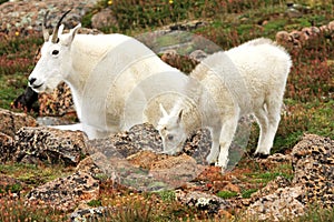 Mountain Goats on Mt. Evans