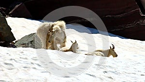 Mountain Goats (Oreamnos americanus)