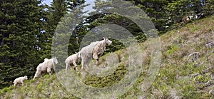 Mountain Goats (Oreamnos americanus)