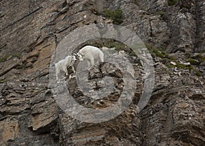 Mountain goats Oreamnos americanus on a cliff in Glacier National Park