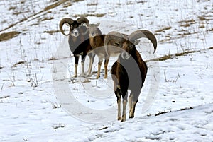 Horské kozy na pastve v zimnom období