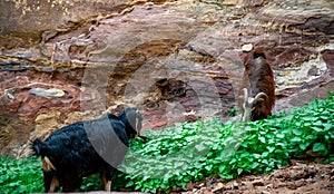 Mountain goats in Petra JORDAN