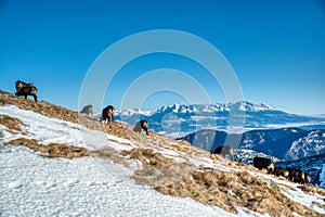 Horské kozy na horském hřebeni se pasou v zimě a v pozadí je vidět Vysoké Tatry, Slovensko Nízké Tatry