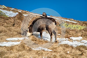 Horské kozy na hřebeni se v zimě pasou, Slovensko Nízké Tatry