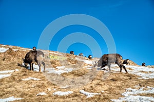 Horské kozy na hrebeni sa v zime pasú, Slovensko Nízke Tatry