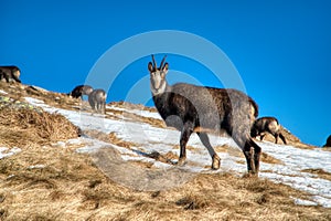 Horské kozy na hrebeni sa v zime pasú, Slovensko Nízke Tatry