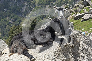 Mountain Goats on a Rock in the mountains in India