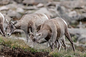 Mountain goats rocky mountain colorado wildlife