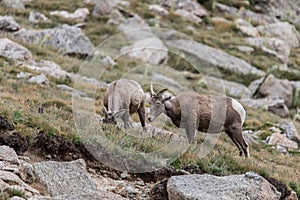Mountain goats rocky mountain colorado wildlife