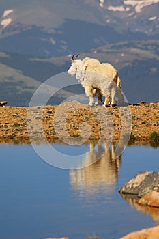 Mountain goats in scenic overlook