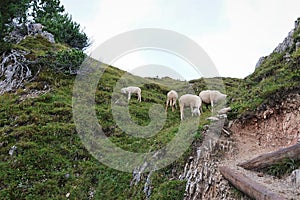 Summer landscape of the dolomites italy: mountain goats