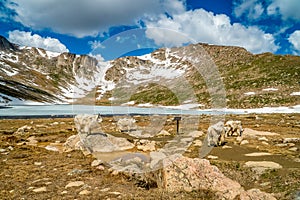 Mountain goats at Summit Lake in Mount Evans, Colorado during summer.