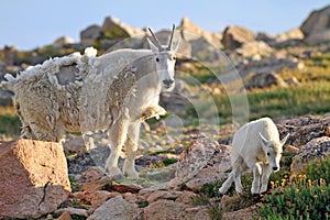 Mountain Goats and Sunlight