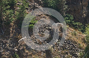 Mountain Goats in Yellowstone National Park wilderness area, Wyoming.