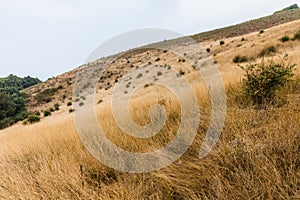 Mountain with golden grass and green shrub along the way to Kew Mae Pan in Chiang Mai, Thailand