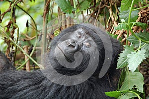 Mountain Gorilla