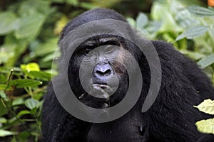 Mountain Gorilla