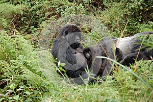 Mountain Gorilla with baby