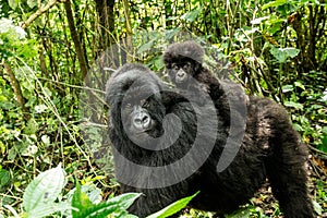 Mountain gorilla with a baby photo