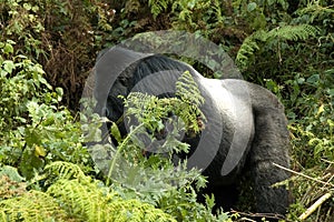 Mountain Gorilla, berggorilla, Gorilla beringei