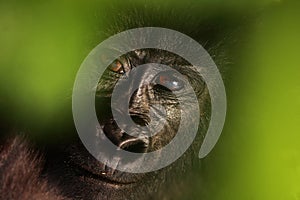 The mountain gorilla Gorilla beringei beringei, portrait