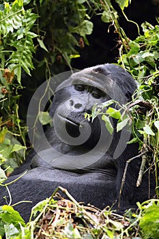 The mountain gorilla Gorilla beringei beringei sitting on the green bush, big silverback in their typical pose in thickets. photo
