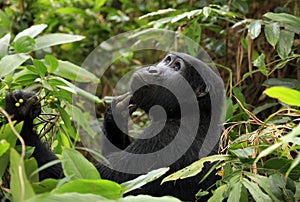 Mountain Gorilla in Bwindi