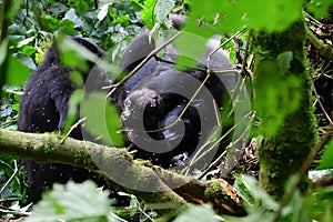 Mountain gorilla, Bwindi national Park, Uganda