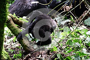 Mountain gorilla, Bwindi National Park, Uganda